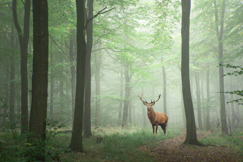 Red deer stag in Lush green fairytale growth concept foggy forest landscape image