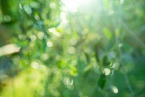 Green blurred nature background with light reflections.