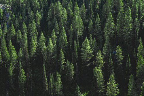 Pine Tree Forest on a Hill - Desktop Background