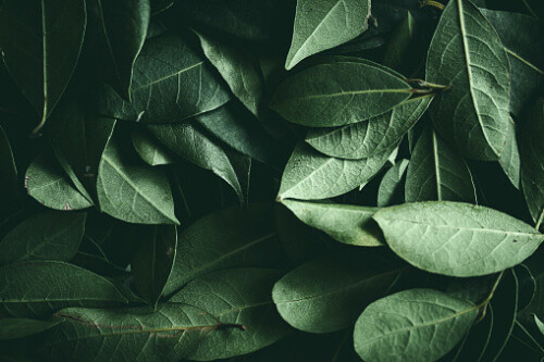 Close up of green leaves background. Daphne leaves. Dark and moody background concept with plant leaves. Top view. Carbon neutrality concept.