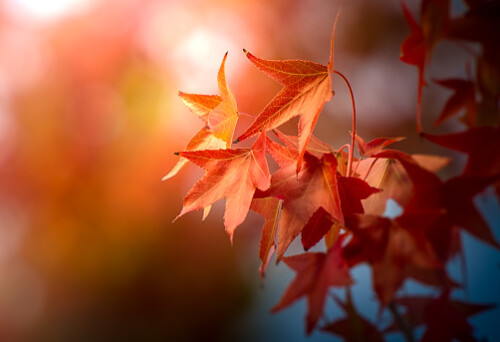 Afternoon Sycamore Leaves in Ojai, California